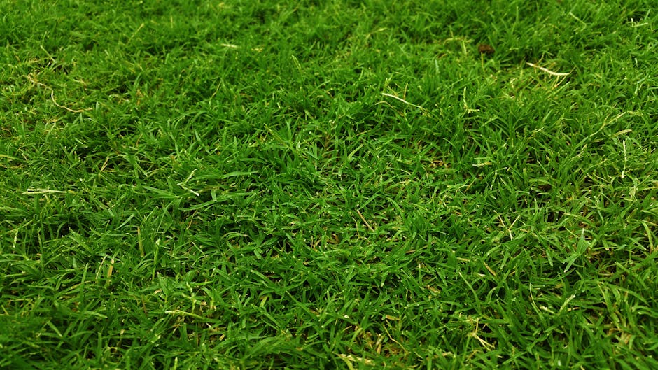 A close-up view of a lush, green lawn with dense, freshly cut grass blades that appear healthy and vibrant. The grass is uniformly mowed and slightly damp, creating a soft, textured appearance across the surface. In the background, part of a garden bed with soil and a few scattered leaves can be seen, bordered by a gravel pathway. The scene is illuminated by natural daylight, highlighting the rich green tones and well-maintained appearance, consistent with professional garden maintenance by Gardeners Kentish Town for urgent lawn repairs at a station area.