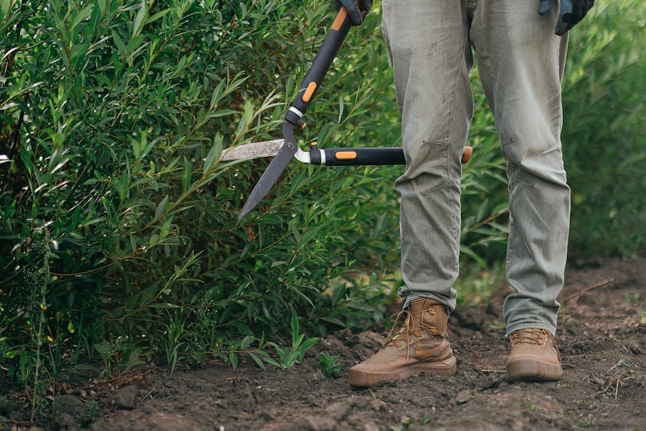 A person wearing beige work trousers and sturdy brown work boots is engaged in gardening work in a lush garden, using a pair of grass shears to trim a dense hedge composed of green leafy shrubs. The soil beneath their feet appears moist and freshly turned, with small patches of exposed earth and scattered green plant shoots. The garden layout features a well-maintained lawn area bordered by the hedge, which is neatly shaped, indicating regular hedge trimming. In the background, the garden extends into more foliage, suggesting a spacious outdoor area under natural daylight. Gardeners Kentish Town offers professional garden maintenance, as exemplified by the precise hedge trimming action captured in this scene.
