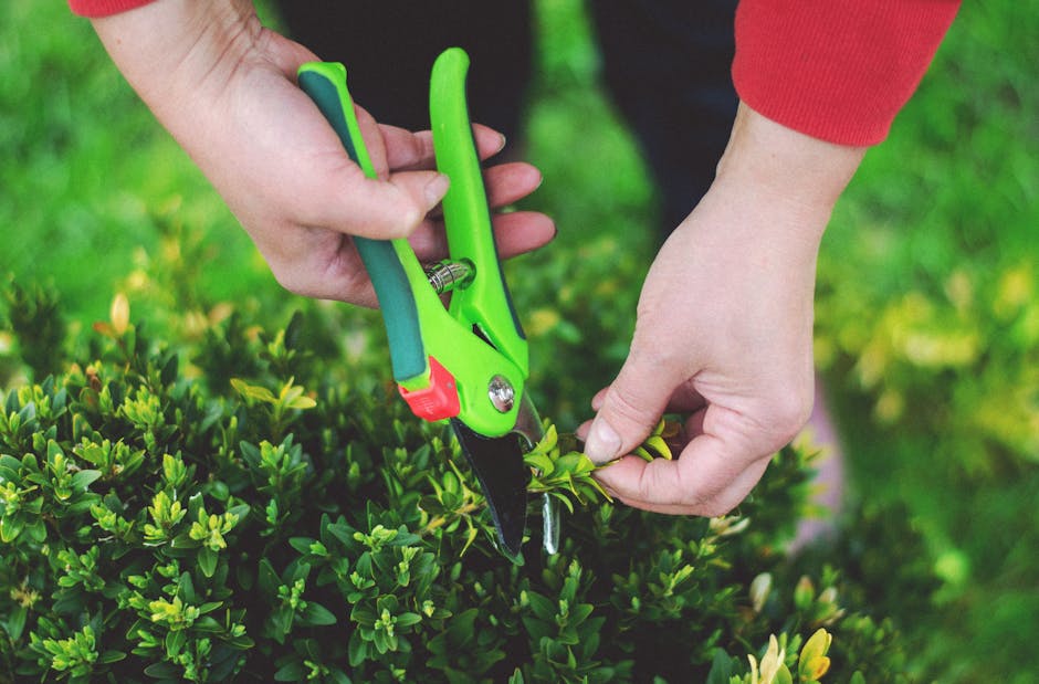 Close-up of a gardener's hands trimming a dense, green hedge using bright green and black pruning shears with a red safety lock. The right hand gently holds a small branch while the left hand manages the shears, cutting through healthy, glossy foliage. The hedge features small, oval-shaped leaves with a lush, vibrant appearance, and the surrounding garden shows a well-maintained layout with neatly aligned garden beds and a grassy lawn. The background is blurred, highlighting the focus on the detailed action of hedge trimming in natural daylight, demonstrating garden maintenance work typical of professional landscaping services offered by Gardeners Kentish Town.