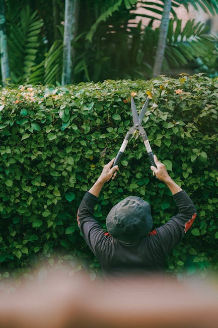A person wearing beige work trousers and sturdy brown work boots is engaged in gardening work in a lush garden, using a pair of grass shears to trim a dense hedge composed of green leafy shrubs. The soil beneath their feet appears moist and freshly turned, with small patches of exposed earth and scattered green plant shoots. The garden layout features a well-maintained lawn area bordered by the hedge, which is neatly shaped, indicating regular hedge trimming. In the background, the garden extends into more foliage, suggesting a spacious outdoor area under natural daylight. Gardeners Kentish Town offers professional garden maintenance, as exemplified by the precise hedge trimming action captured in this scene.