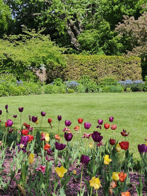 A vibrant garden scene featuring a neatly maintained lawn with lush, green grass in the foreground, dotted with colorful tulips in shades of purple, red, yellow, and pink. Behind the flowerbed, a well-trimmed hedge runs horizontally, separating the lawn from a dense backdrop of deciduous trees with fresh, bright green foliage and some with hints of flowering pinkish blooms. The trees cast dappled sunlight across the scene, highlighting the textures of the wet soil in the flowerbeds and the trimmed edges of the lawn. Visible in the background are garden beds filled with additional flowering plants and shrubs, indicating attentive garden maintenance. The overall environment suggests a peaceful, well-cared-for outdoor space typical of professional landscape work by Gardeners Kentish Town, aligning with seasonal lawn prep and garden upkeep themes for 2026.