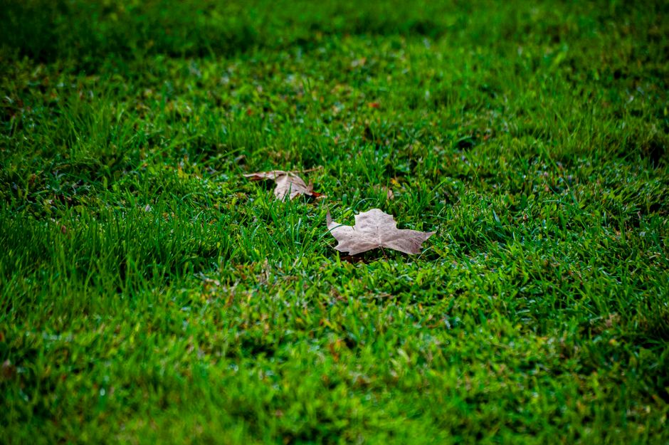 A close-up view of a lush, green lawn with perfectly trimmed grass. Two dried brown autumn leaves rest on the vibrant turf, contrasting with the fresh greenery. The grass has a dense, healthy texture with individual blades visible, and the background gradually blurs into a darker, shaded area, indicating shadows from surrounding trees or garden features. The garden layout includes a section of garden beds or borders along the edge of the lawn, with some foliage visible. The overall scene is well-maintained, reflecting routine garden maintenance and landscaping work, with natural lighting suggesting a calm, overcast day. This image exemplifies the careful lawn care and hedge trimming typical in seasonal outdoor garden preparation, as seen in the Tufnell Park gardeners seasonal lawn prep 2026 checklist, by Gardeners Kentish Town.