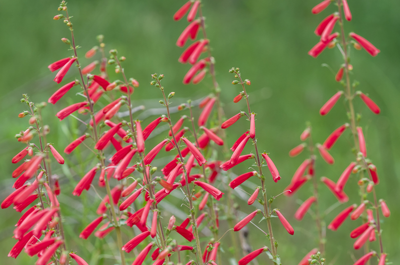 Garden outdoor space
