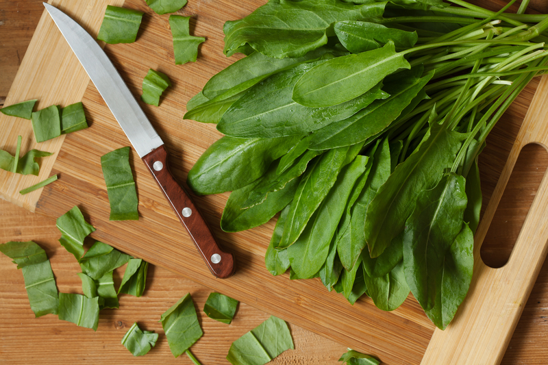 garden design garden care